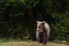 A young European brown bear walking Notranjska-Slovenia Art Print